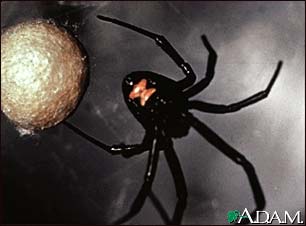 Black widow spider Black widow spider