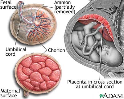 Anatomy of a normal placenta Anatomy of a normal placenta