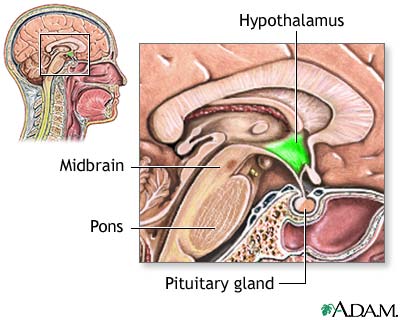 Hypothalamus