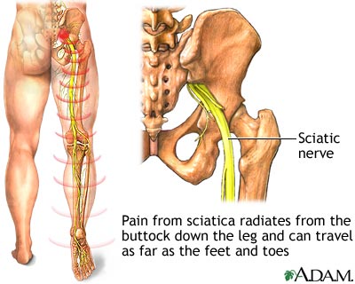 Sciatic nerve Sciatic nerve