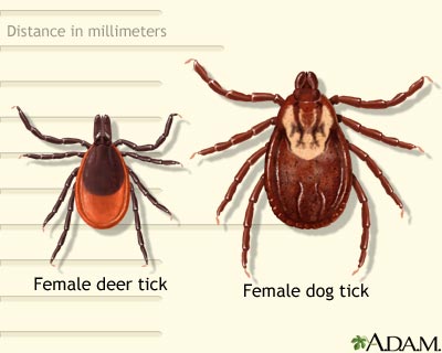Deer and dog tick Deer and dog tick