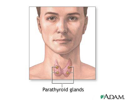 Parathyroid glands Parathyroid glands