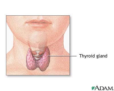 Child thyroid anatomy Child thyroid anatomy