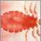 Head louse - female